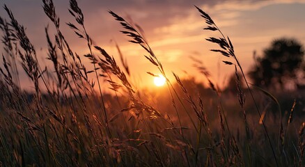 Naklejka premium A sunset view through tall grasses