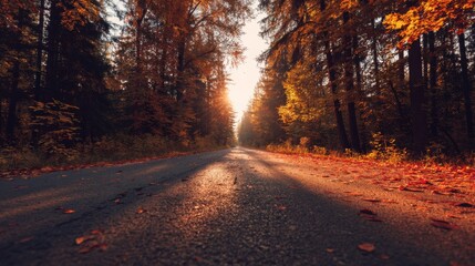 Obraz premium Road in autumn forest at sunset.