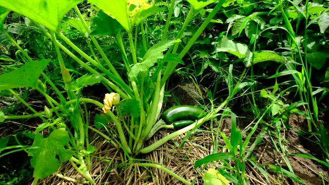 Close up of twin zucchini fruits and moving camera up away revealing whole plant growing in sand rich soil
