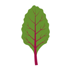 Vibrant beet leaf illustration with detailed veins and unique shape isolated on white background