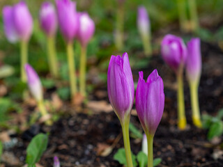 Closeup of autumn crocus, meadow saffron or naked lady. Autumn flowering Colchicum. A stunning autumn flowers in the garden 