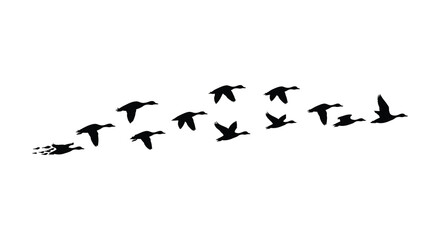 A flock of silhouetted birds flying in a v formation against white
