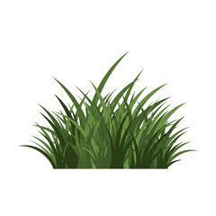 Vibrant green grass cluster against a blank background isolated on white background