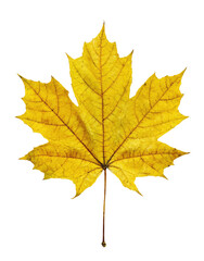 Obraz premium Autumnal maple leaf, vibrant yellow, outlined