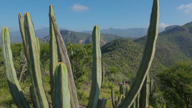 Cactus Plants Overlooking Mountain Landscape in Queretaro Mexico 954