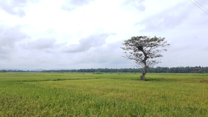 vA solitary tree stands tall in the middle of a wide green rice field under a cloudy sky, symbolizing calm and resilience.
