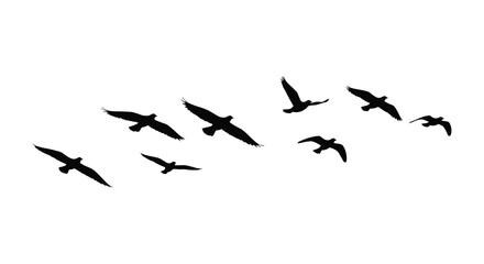 A flock of silhouetted birds in flight against a white background