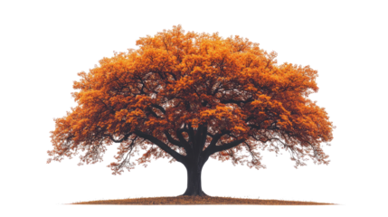 A huge autumn tree with finely detailed red-orange foliage and a stark silhouette trunk, centered against a white background. png