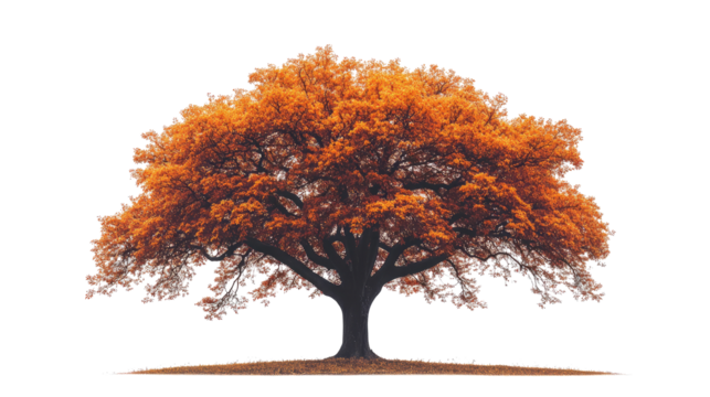 A huge autumn tree with finely detailed red-orange foliage and a stark silhouette trunk, centered against a white background. png