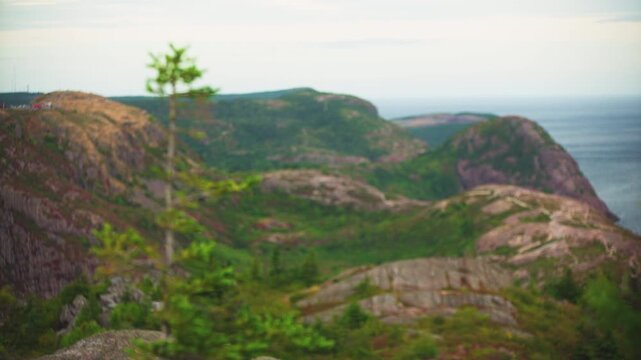 rack focus from mountain in background over ocean focusing onto single pine branch. St Johns Newfoundland. Canada.