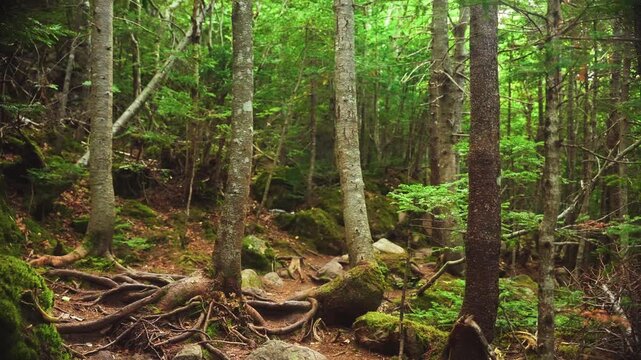 Panning around thick forest with exposed roots among the dead-fall on an autumn day. St. Johns Newfoundland. Canada