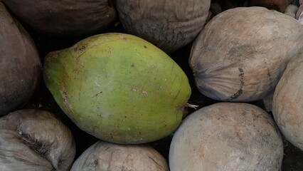 A fresh green coconut placed in the middle of several dried coconuts with rough brown shells, showing the contrast between young and mature coconuts.  
