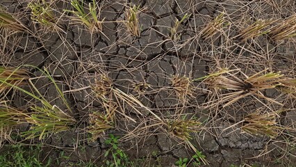 A close-up view of cracked dry soil with remnants of harvested rice plants, showing signs of drought in an agricultural field.  

