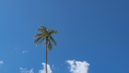 A tall coconut palm against a background of blue sky and clouds. Long thin trunk, spreading crown. The green leaves are fluttering. Copy  space. Philippines.