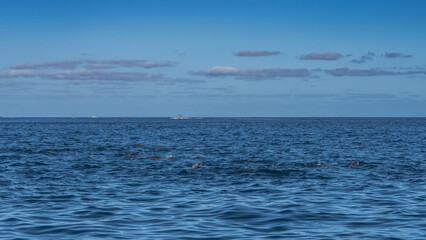 The backs and dorsal fins of swimming and frolicking dolphins are visible above the surface of the...