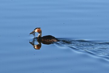Great Grebe (Podiceps cristatus) sitting on a nest made of branches and aquatic vegetation. The bird is reflected in the water, creating a beautiful and peaceful natural scene.