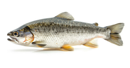 Fototapeta premium A whole fish displayed on a white background, showcasing its features and details.