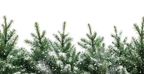 Fototapeta premium PNG Snow-covered evergreen branches background