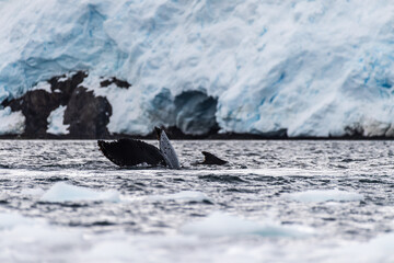 Close-up of the tail of a diving humpback whale -Megaptera novaeangliae. Image taken in the Graham...