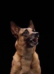A Belgian Malinois looks off-frame with a curled tongue, showing interest and awareness in soft light.