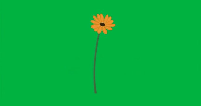 Turquoise glow appearing around orange daisy stem, rising revealing spots on transparent background