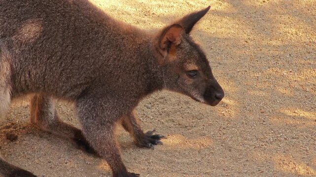 Wallaby (Macropus rufogriseus), looking and jumping around.