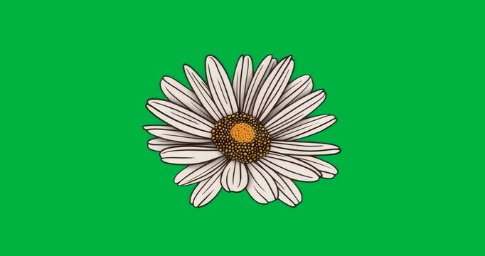 On load daisy flower rotating clockwise, pulsing blue aura over transparent background looping