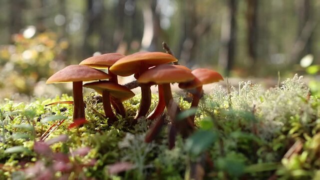 Poisin mushrooms with orange-brown caps growing together in forest moss, natural fungi cluster symbolizing wildlife, forest ecosystem and organic growth. Toxic funeral bell toadstool macro. 