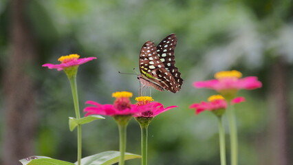 The butterfly in the picture is an ordinary rose butterfly (Pachliopta aristolochiae), also known as an atrophaneura aristolochiae. 