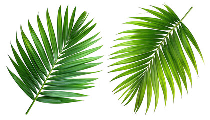 Two vibrant palm leaves