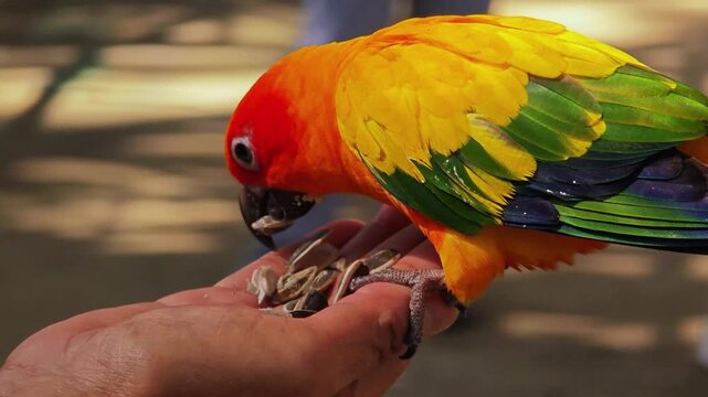 Sun conure bird eating sunflower seed. (Aratinga solstitialis)
