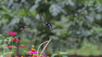 The butterfly in the picture is an ordinary rose butterfly (Pachliopta aristolochiae), also known as an atrophaneura aristolochiae.&nbsp;