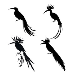 Fototapeta premium Exotic Bird Silhouettes Collection
