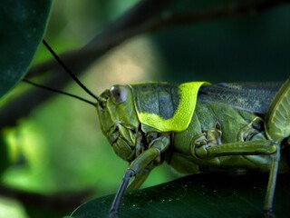 green grasshopper on a branch