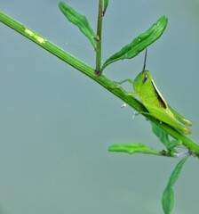 green grasshopper on a branch
