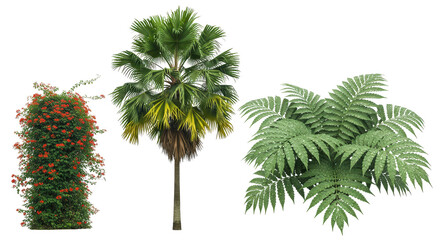 Tropical climbing trumpet vine, palm tree and fern trio on transparent background