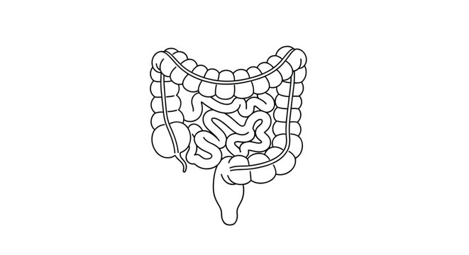 Understanding the anatomy and function of the human digestive system.