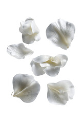 Falling white orchid petals isolated on transparent background