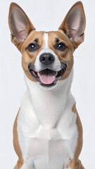 Obraz premium Happy dog portrait