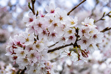 Japanese Cherry Blossoms - 9