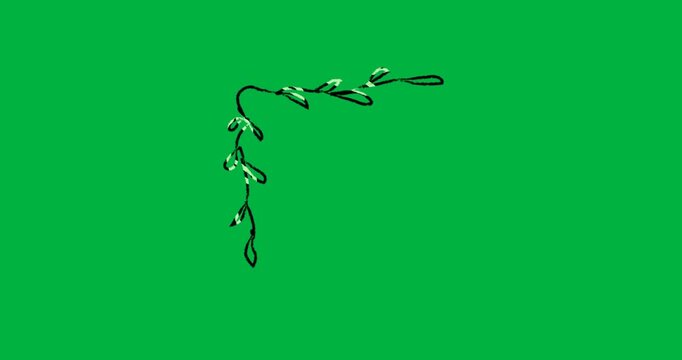 Hand-drawn vine corner doodle appearing at start and remaining static on transparent background