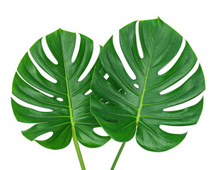 Two vibrant monstera leaves against a black background
