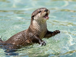Playful Otter Pup Splashing Water in Clear Stream