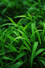 Obraz premium Lush green grass in a vibrant natural setting