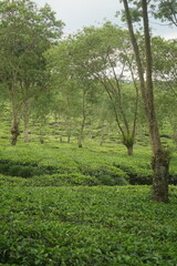 tea plantation