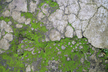 Green Moss on Cracked Concrete Surface