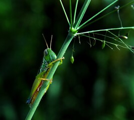 green grasshopper on a branch