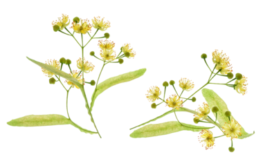 linden blossoms with bracts on a transparent background
