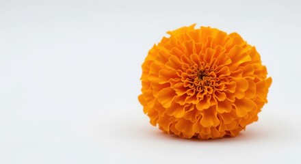 A single vibrant orange marigold flower isolated on white background
