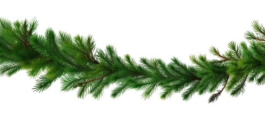 Coniferous branches border backgrounds plant green.